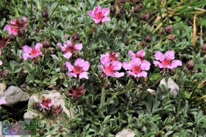 potentilla nitida (2)